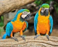 /album/dobrevs-aviary/blue-and-gold-jpg/